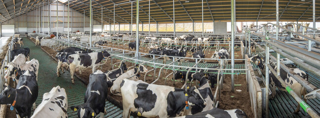 Cows in modern open stable. Panorama. Dairy. Netherlands. 
