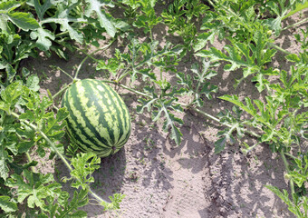 large green watermelon in the cultivated field with sandy soil