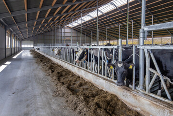 Cows in modern open stable. Dairy. Feed gate.