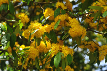 Yellow star flowers or Schoutenia glomerata King subsp.peregrina (Craib) Roekm.