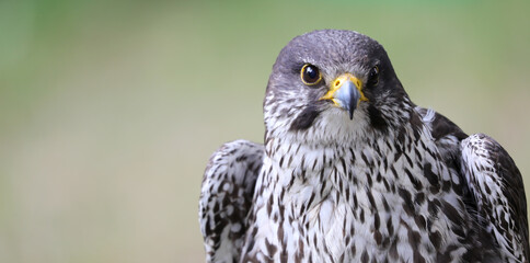 Adult Peregrine falcon a bird of prey