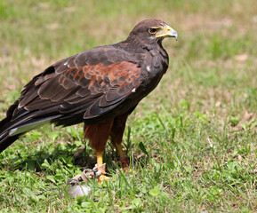 Big bird called Hawk of Harris or Peuco