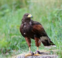 Big bird called Hawk of Harris or Peuco