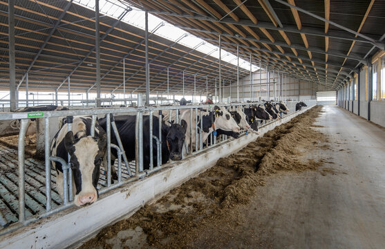 Cows in modern open stable. Dairy. Feed gate.
