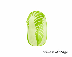 冬野菜／白菜／手書き／水彩