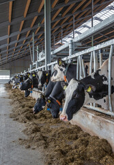 Cows in modern open stable. Dairy. Feed gate.