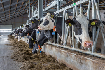 Cows in modern open stable. Dairy. Feed gate. Netherlands. Modern farming.