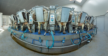 Obraz na płótnie Canvas Carousell milking machine. Dairy. Cows. Farming. Netherlands. Automation. 