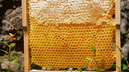 Honeycomb in a wooden frame, sealed honeycomb .