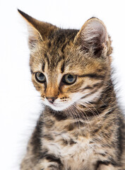 tabby kitten looks with a sly look on a white background