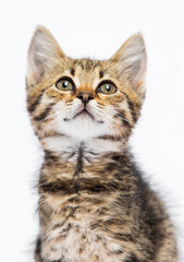 tabby kitten looking up on a white background