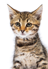 muzzle tabby kitten on a white background