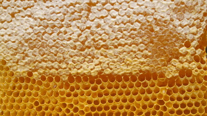 Honeycomb, honey from bees. honeycomb.Bee products-copy space .