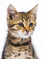 muzzle tabby kitten on a white background