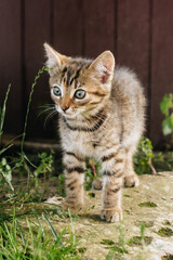 Fototapeta na wymiar beautiful tricolor tabby kitten in nature