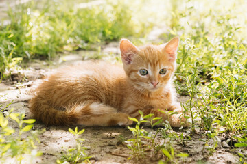 Naklejka na ściany i meble beautiful ginger tabby kitten in nature
