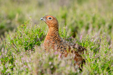 Obraz na płótnie Canvas Close up of a red grouse male in summer, with heather almost in bloom. Scientific name: Lagopus Lagopus. Facing left in natural moorland habitat. Horizontal. Space for copy.