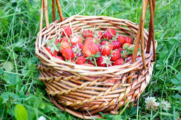 Fototapeta na wymiar Red strawberries in a basket on strawberry field