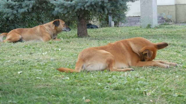 Homeless lonely red dogs lie on the grass in city street