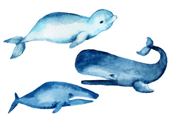 Watercolor cute colorful fish. Whales, sharks, narwhal.Marine life, plants, algae, reeds.Shells and pearls. Bright water lilies.Octopus and turtle. Illustrations for children, prints , stickers.