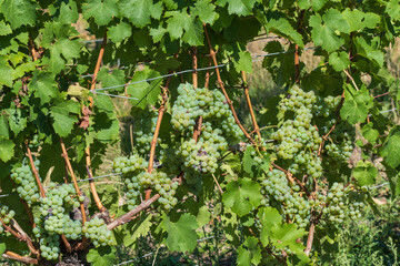 Close up of juicy sweet green grapes on the vine in a vineyard in Rheinhessen / Germany