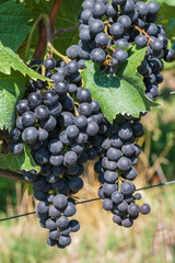 Close up of juicy sweet blue grapes on the vine in a vineyard in Rheinhessen / Germany