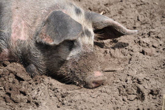 Schwein schläft in matschiger Erde