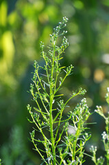Erigeron canadensis grows in nature