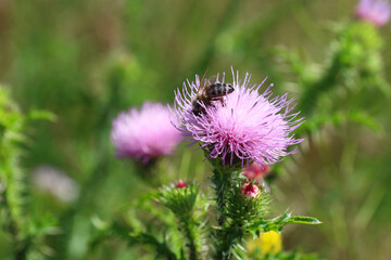 Carduus acanthoides. A bee on a thorny thistle flower