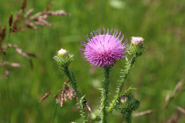 Carduus acanthoides. Prickly thistle flower close-up