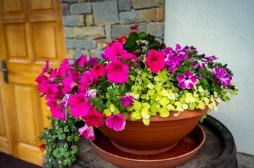 Outdoor flower pot with blooming pink petunia.