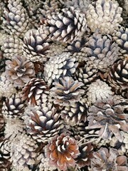 pine cones background