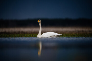 Wild swan in nature