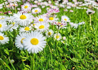 Summer flower © Andris