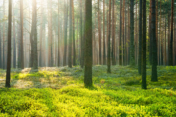 Fototapeta na wymiar Sunbeames in woodland