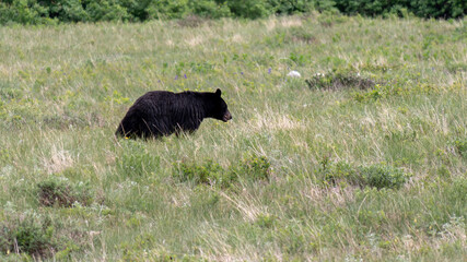 Black Bear in Glacier National Park