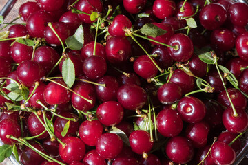 fresh red berry cherry with leaves background
