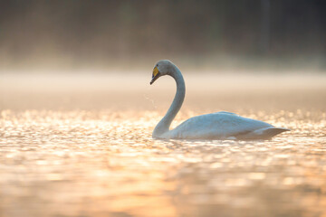 White swan on the lake in misty morning