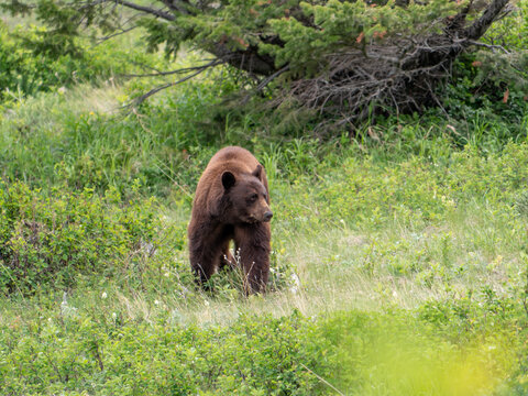 Grizzly Bear At Glacier National Park