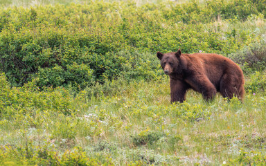 Grizzly Bear at Glacier National Park