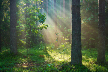 Fototapeta na wymiar Sunlight in forest