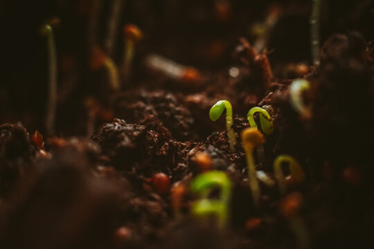 Sprouts Of Plant Seeds Growing In The Moist Soil