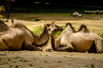 2 Kamele im Sand