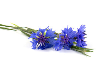 Fototapeta na wymiar Blue cornflower (Centaurea cyanus) on a white background. Poster.