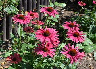 Pink Echinacea Flowers Sweet Meadow Mama 