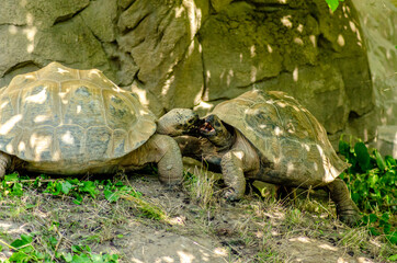 kämpfende Schildkröten