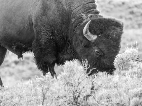 Isolated Photo of a Solitary Bison