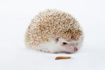 Igel