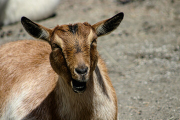 Fototapeta premium portrait of a goat