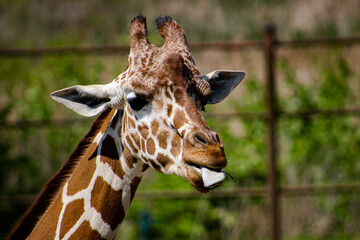 portrait of a giraffe